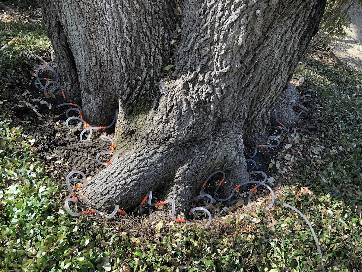 Detailed Tree Cabling and Bracing job site in Maplewood
