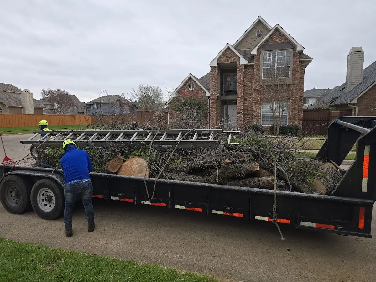 Expert Tree Removal with proper safety equipment in Maplewood
